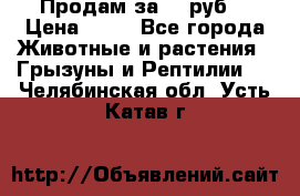 Продам за 50 руб. › Цена ­ 50 - Все города Животные и растения » Грызуны и Рептилии   . Челябинская обл.,Усть-Катав г.